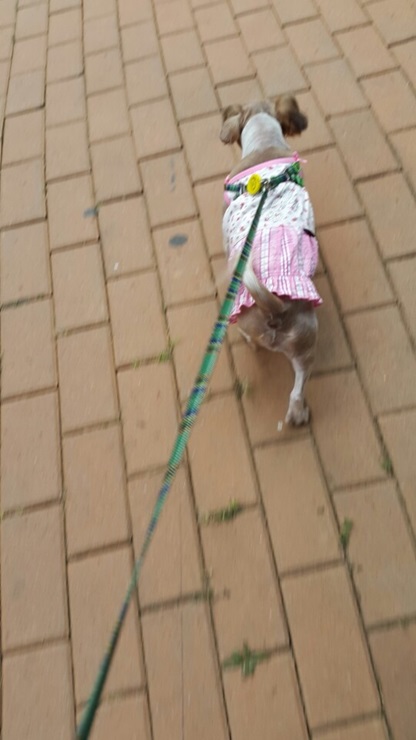 하니(민들레) 가정생활