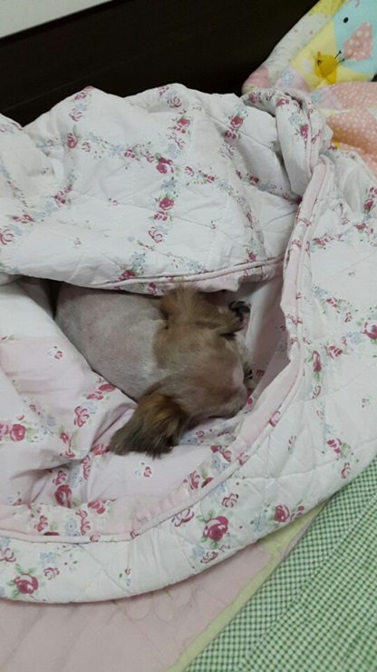 하니(민들레) 가정생활