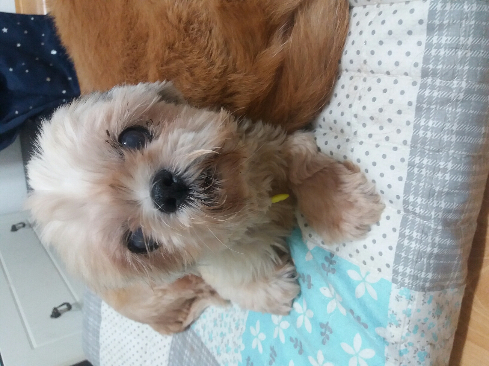 알콩이 임보일기