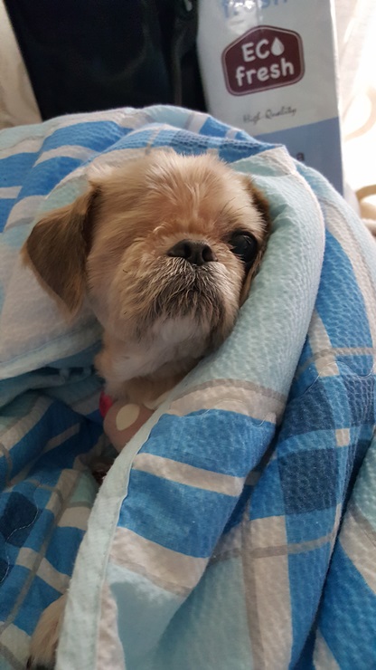 보리가 가족으로 온지 3일째네요~~^^