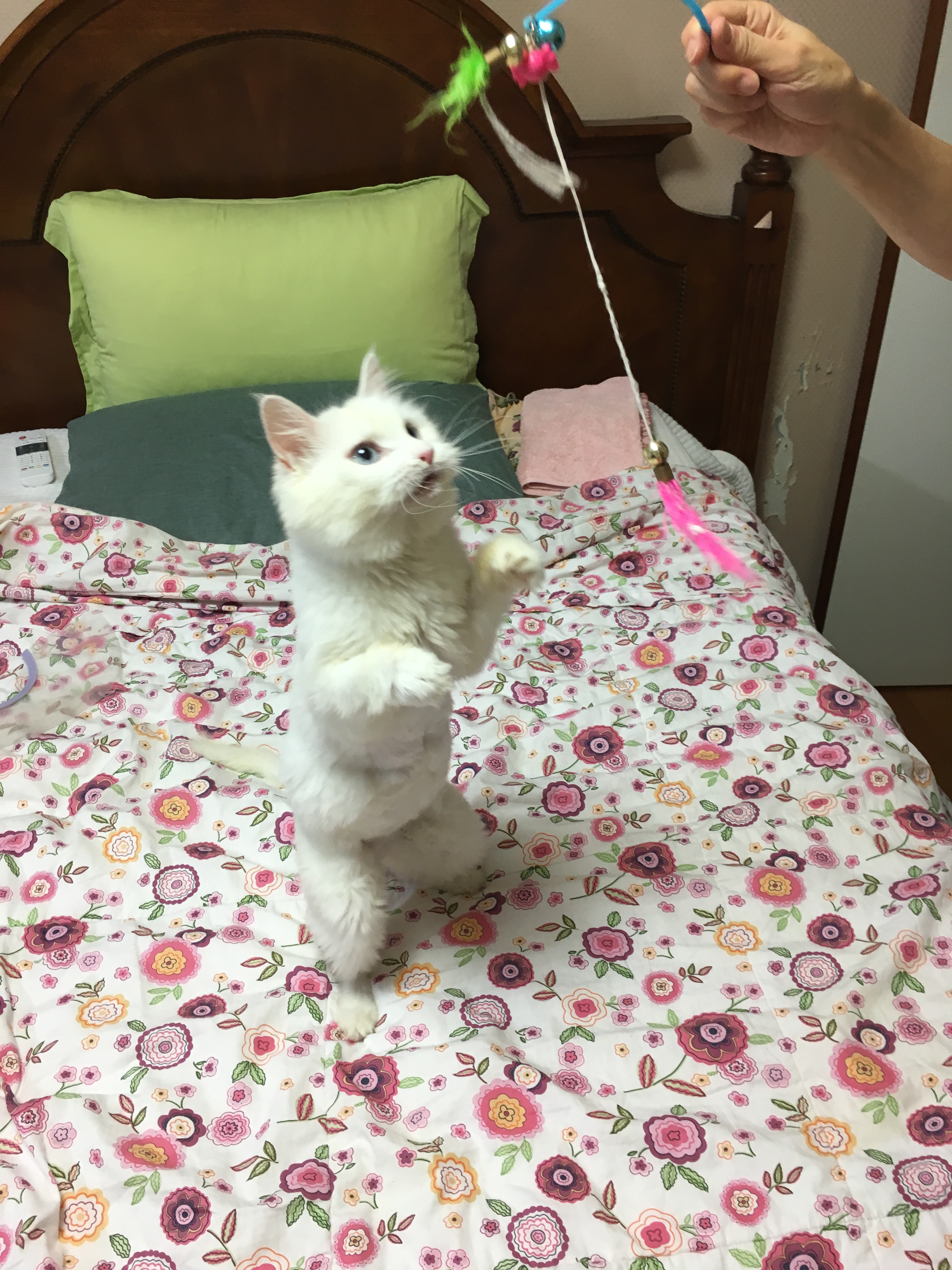 할매(클로이) 근황입니다.