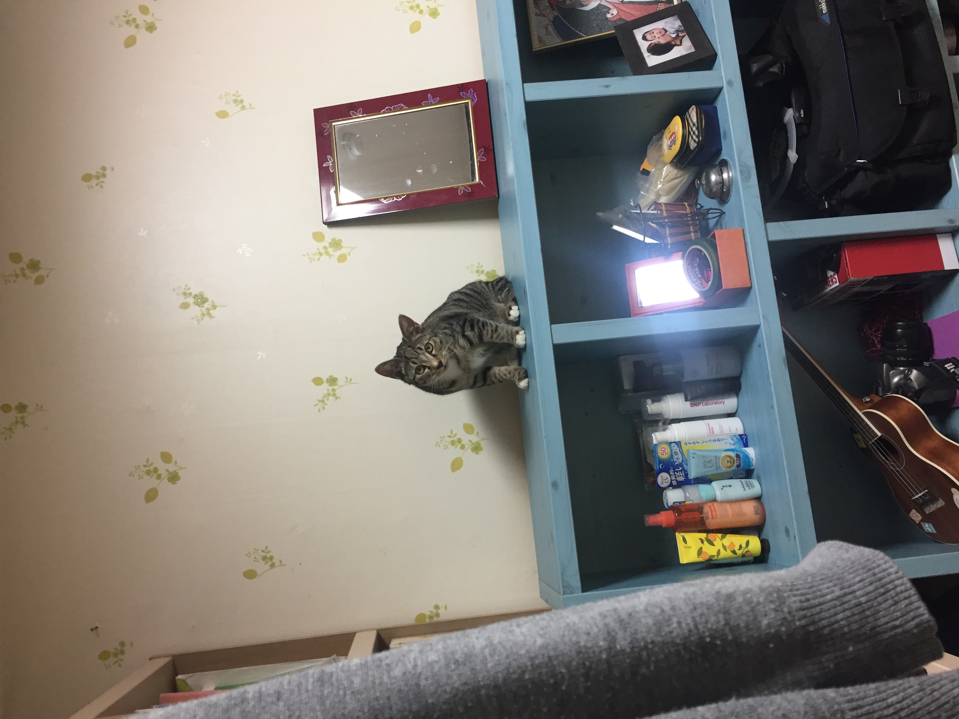 바투(애기) 개냥이 되다!! 