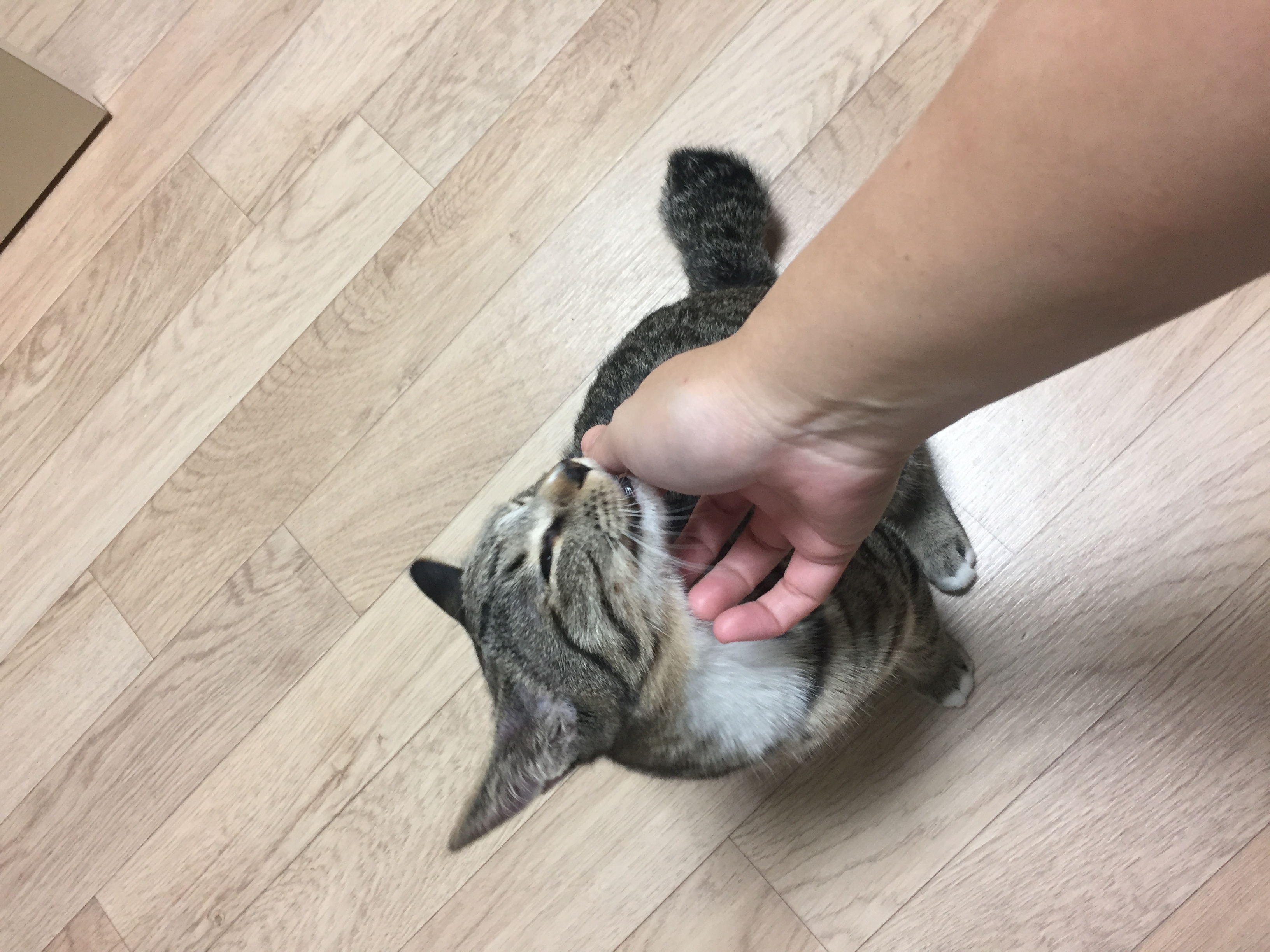 바투(애기) 개냥이 되다!! 