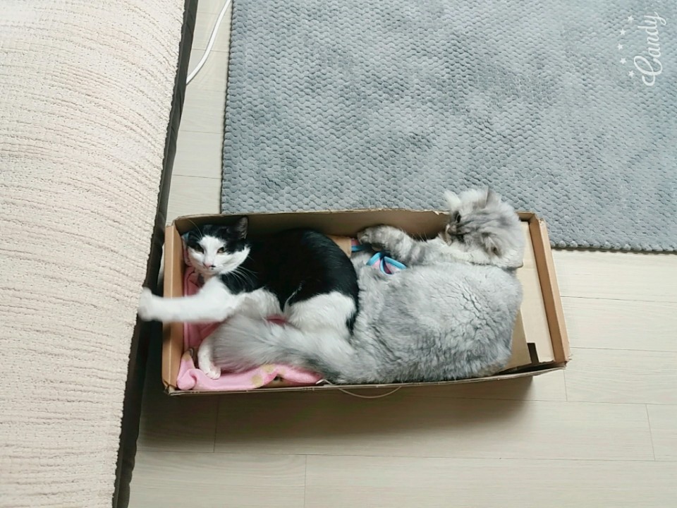 2.오레오(레오) 3개월째 입양후기