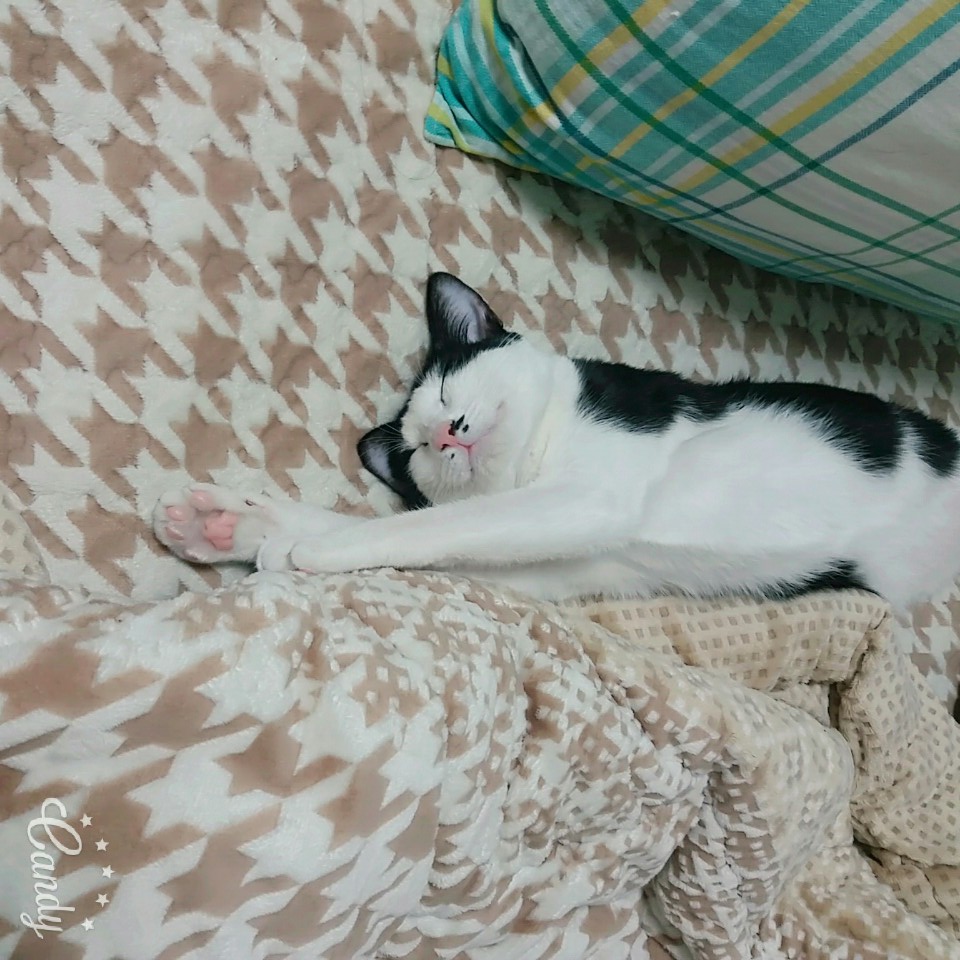 1.오레오(레오) 3개월째 입양후기
