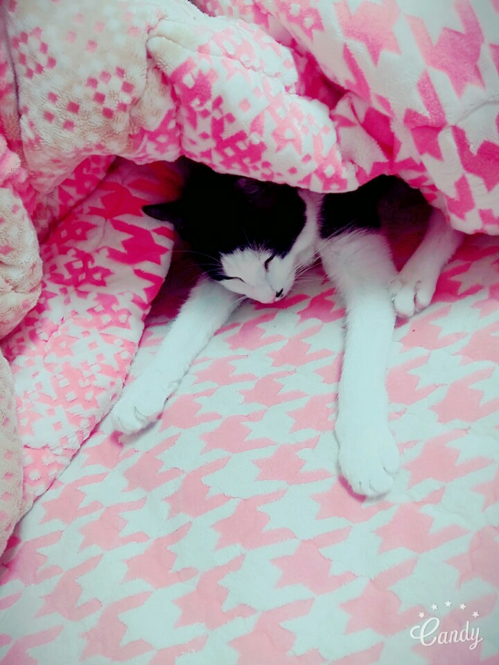 1.오레오(레오) 3개월째 입양후기