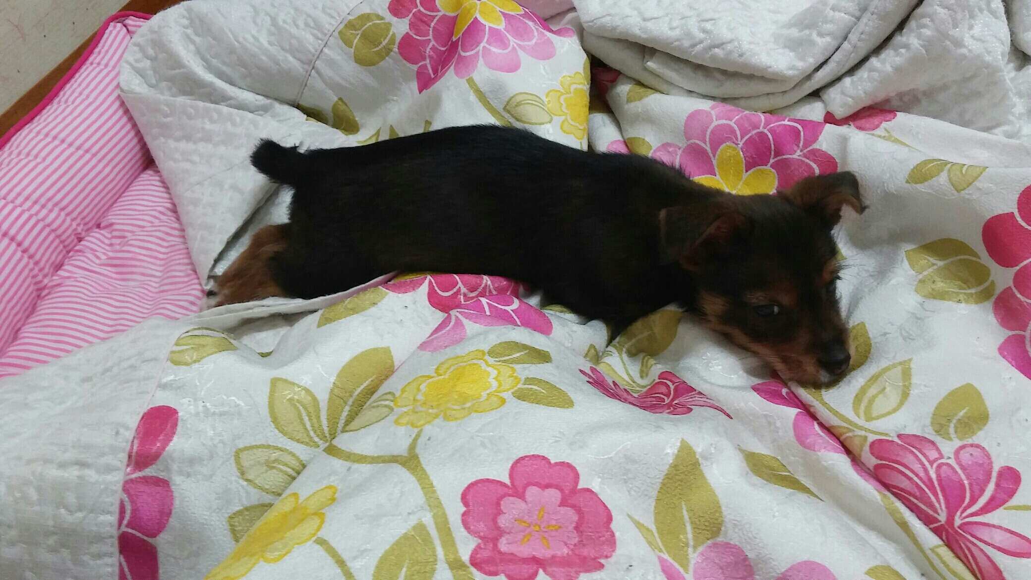 키위(용포)가 온지 한달이 넘었네요