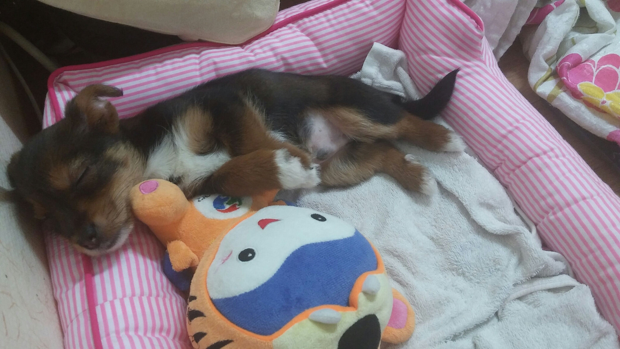 키위(용포)가 온지 한달이 넘었네요
