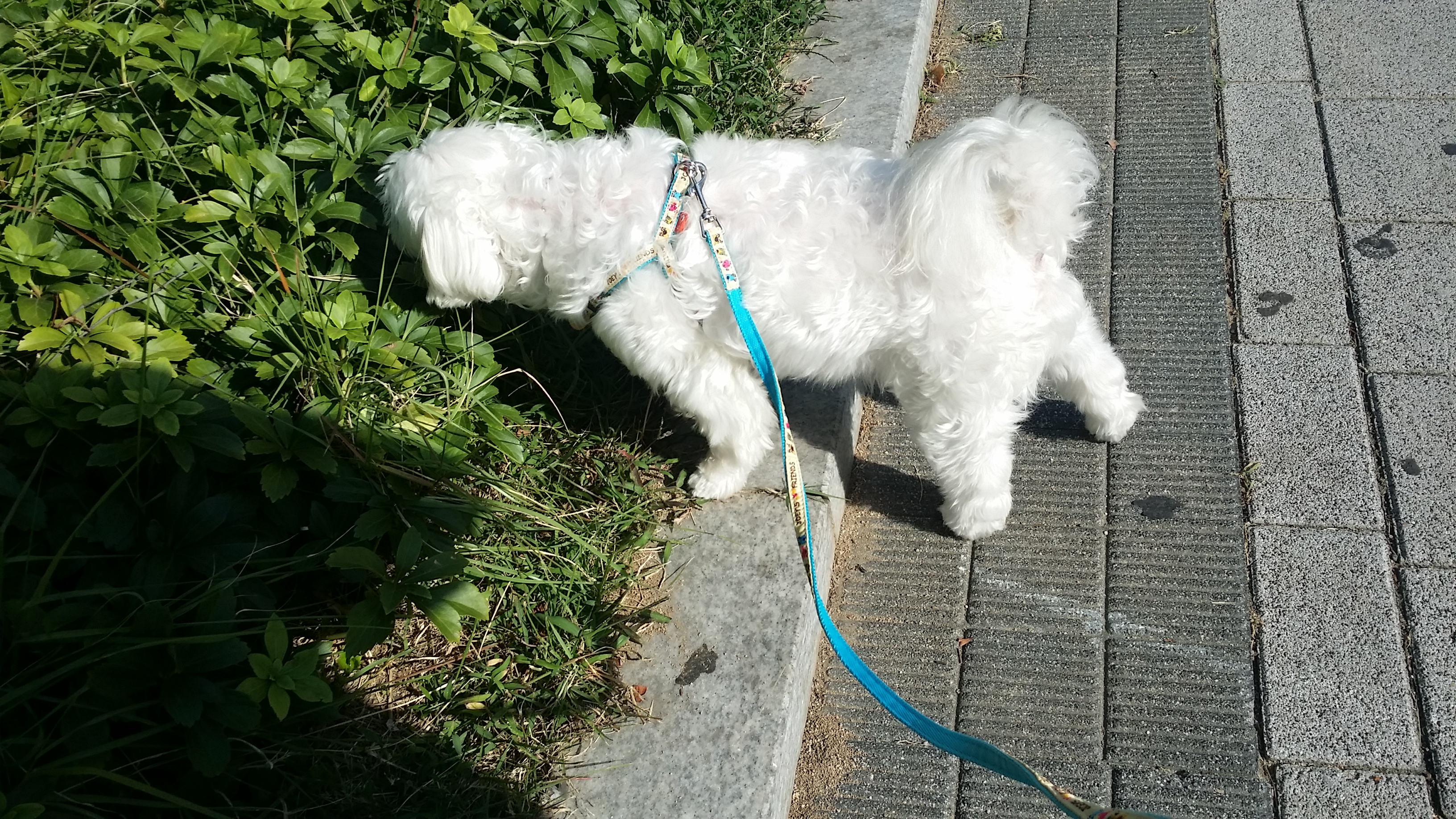 오랫만에 호두인사드립니다^^ 로얄캐닌 이벤트도 참여 할겸~
