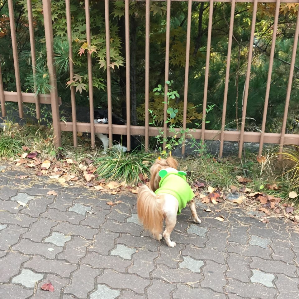초미도 로얄캐닌 생명줄 캠페인 신청해요 :)