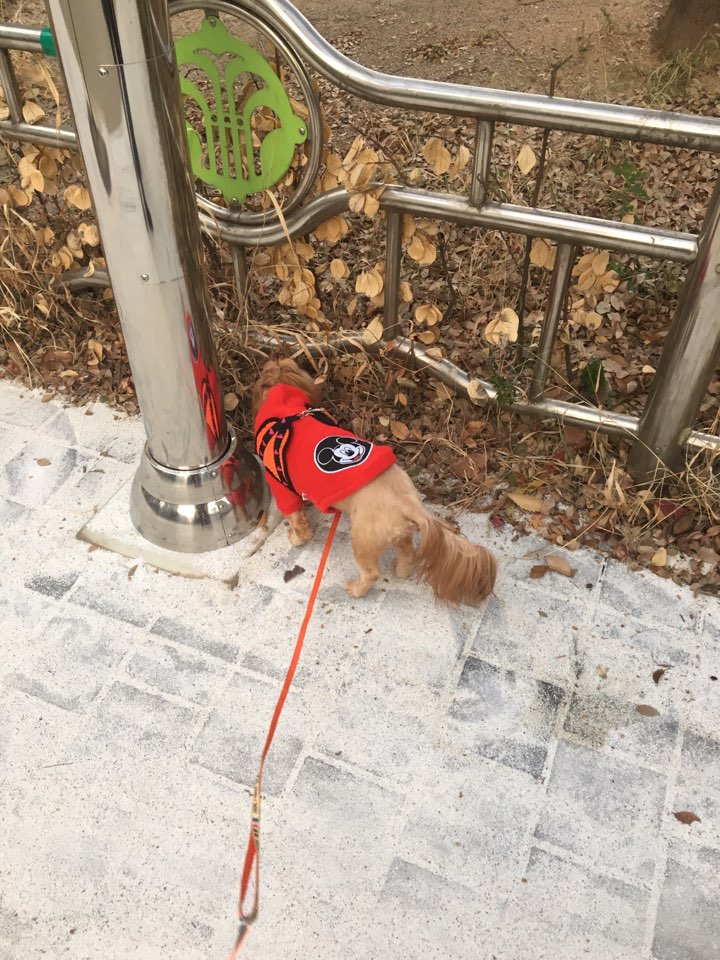 초미도 로얄캐닌 생명줄 캠페인 신청해요 :)