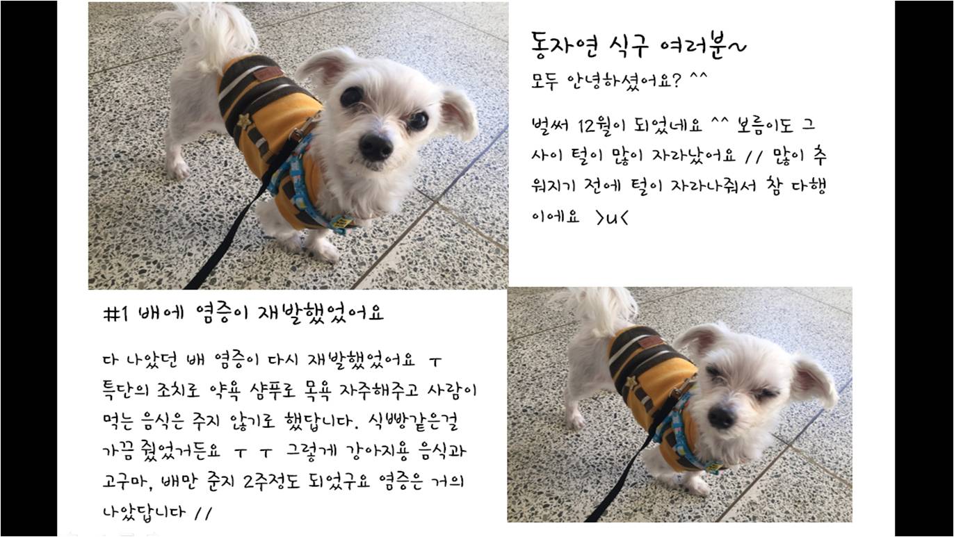 보름이(청단이) 임보일기 (D+80일)  입니다 ^^