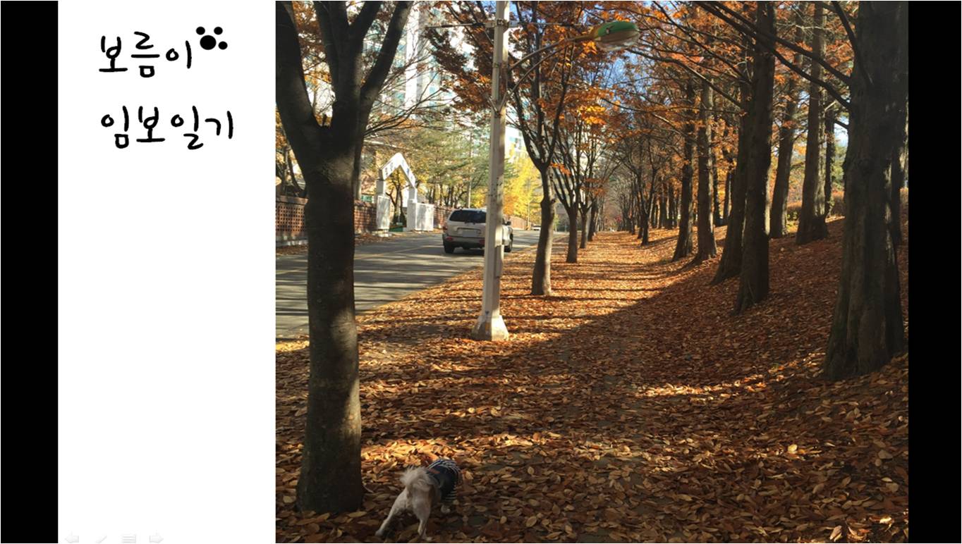 보름이(청단이) 임보일기 (D+80일)  입니다 ^^