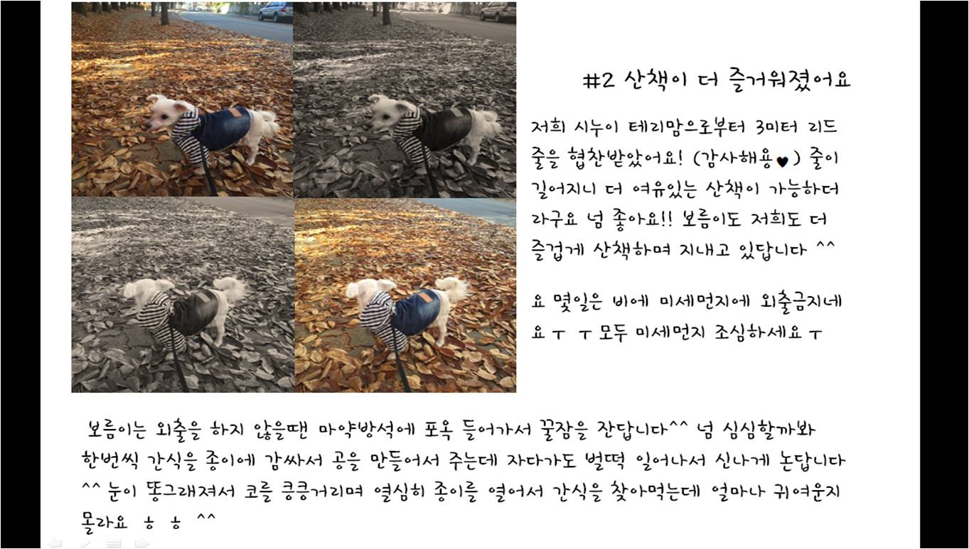 보름이(청단이) 임보일기 (D+80일)  입니다 ^^
