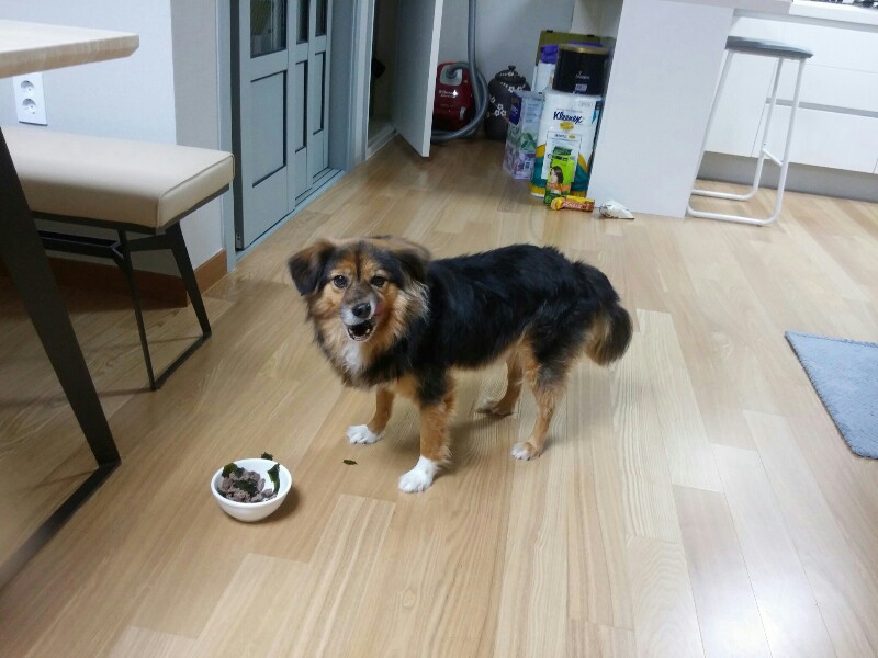 정왕이의 이사일기