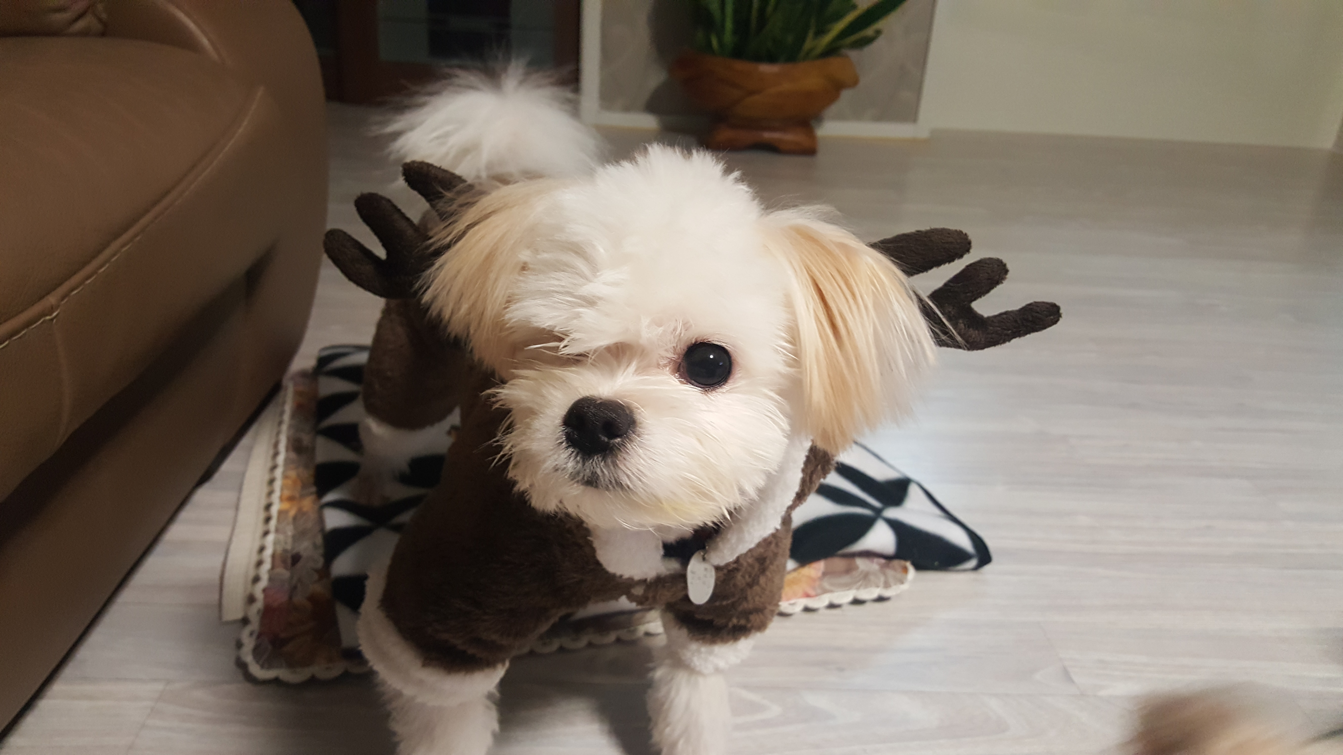 하랑이 요즘은 모습입니다