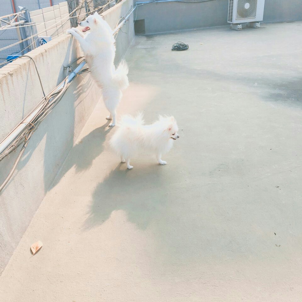 다시 한번 꼬롱이(리오) 소식입니다~