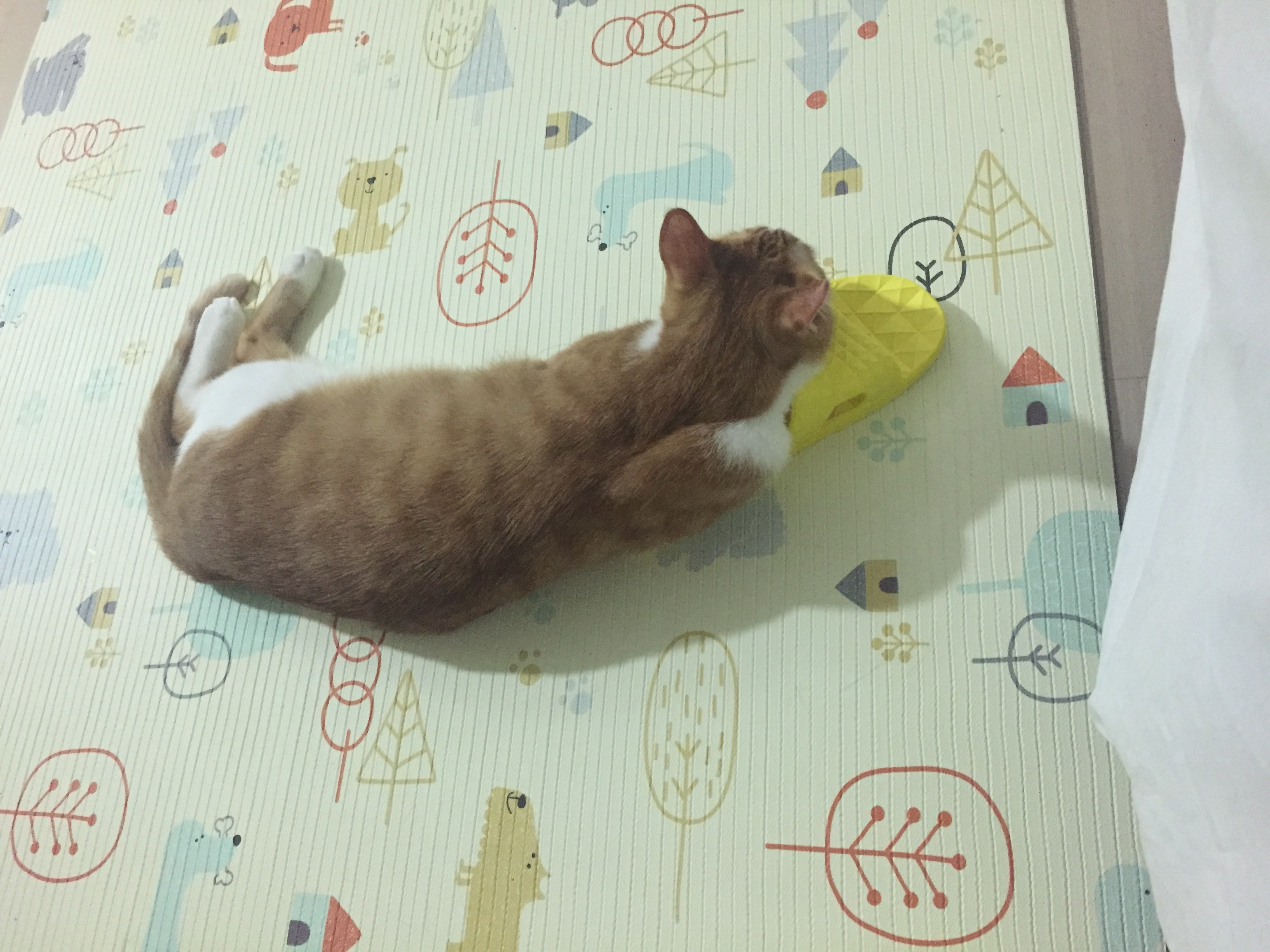 봄봄이(엘리) 석달째 입니다.