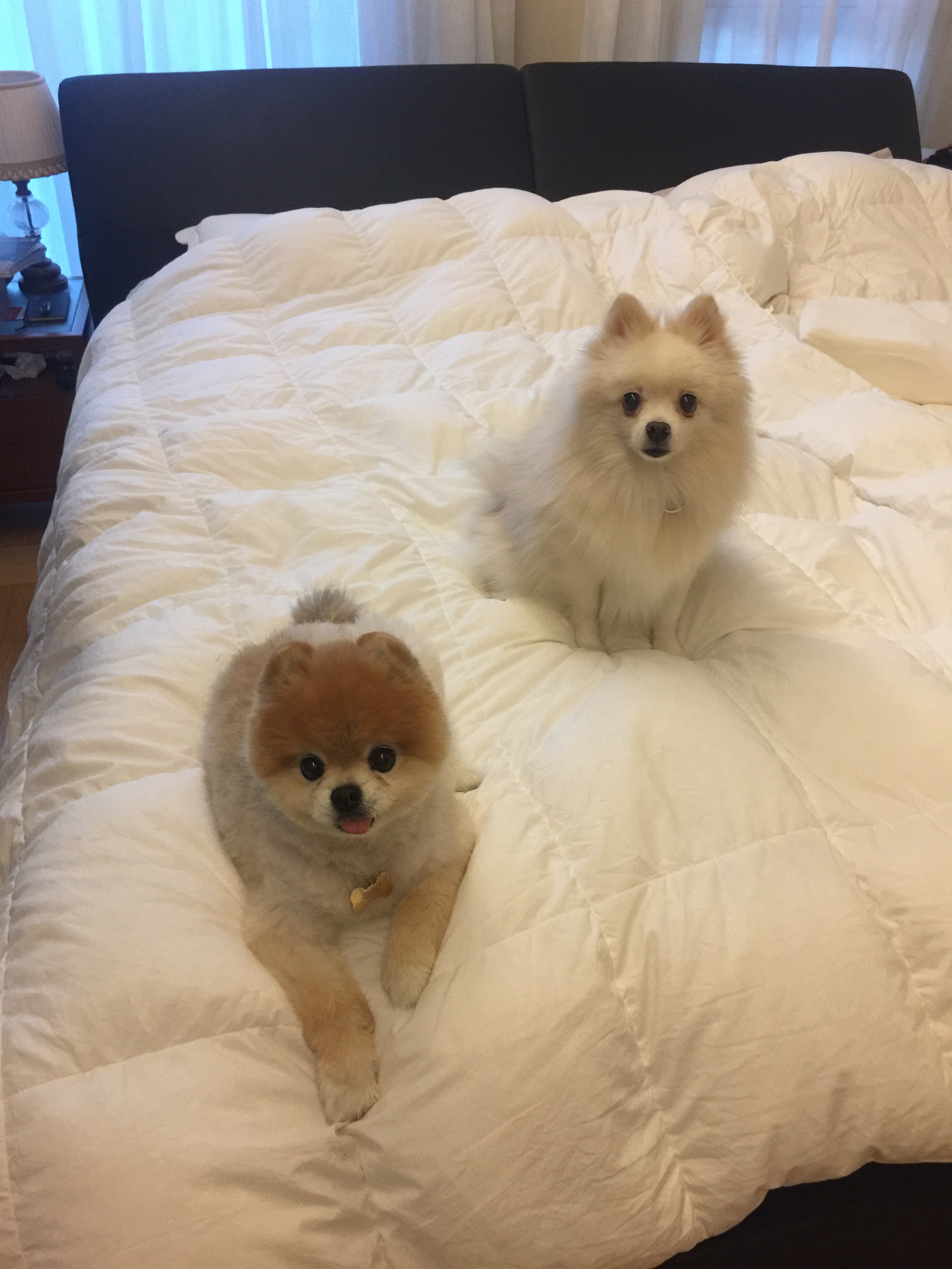 엘리(퓨리)  입양 후...