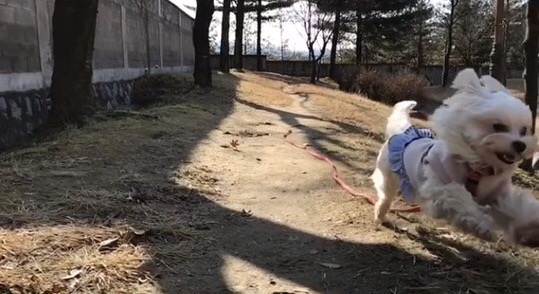 달콩(홍당무)이 소식이예요