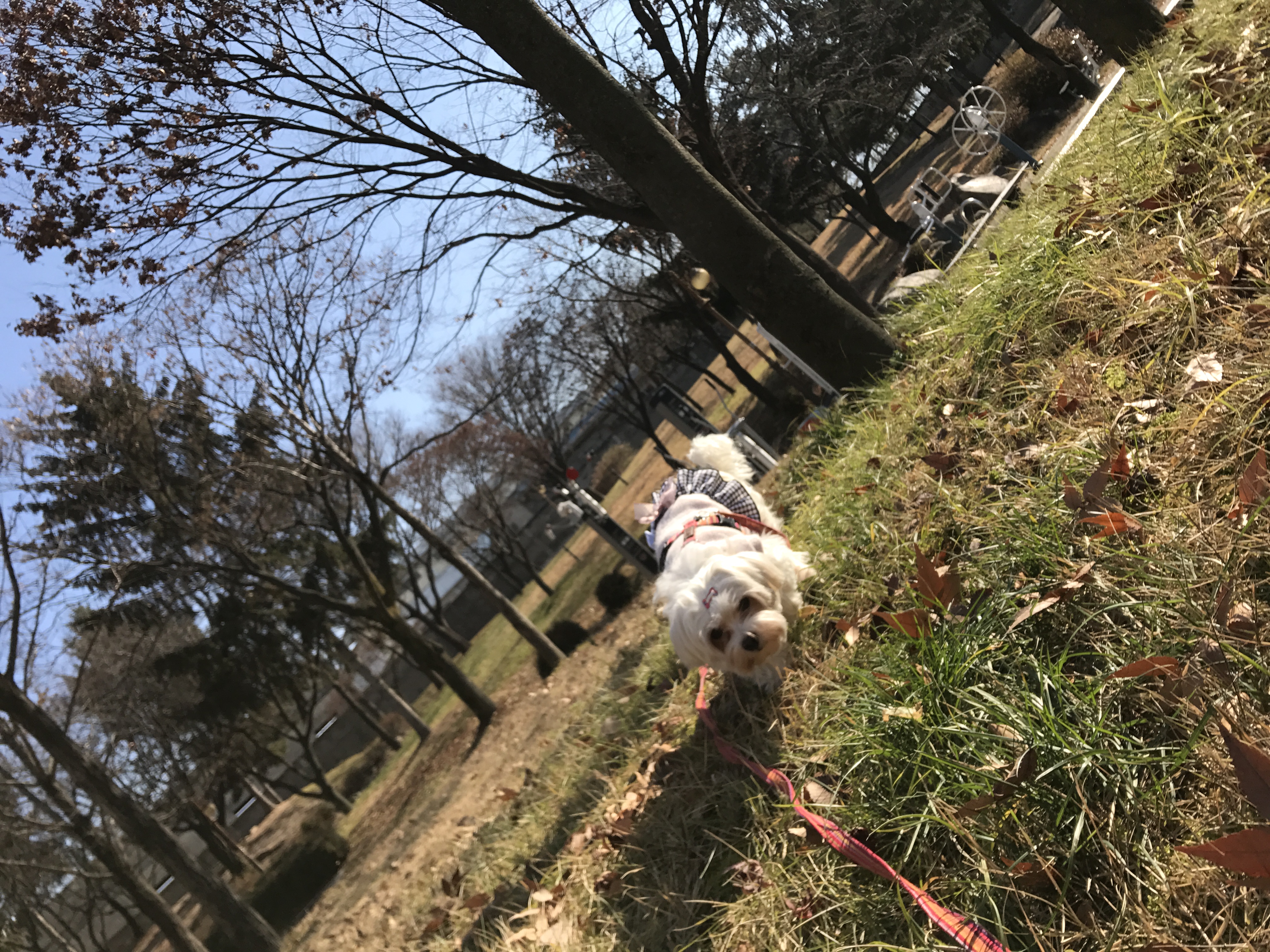 달콩(홍당무)이 소식이예요