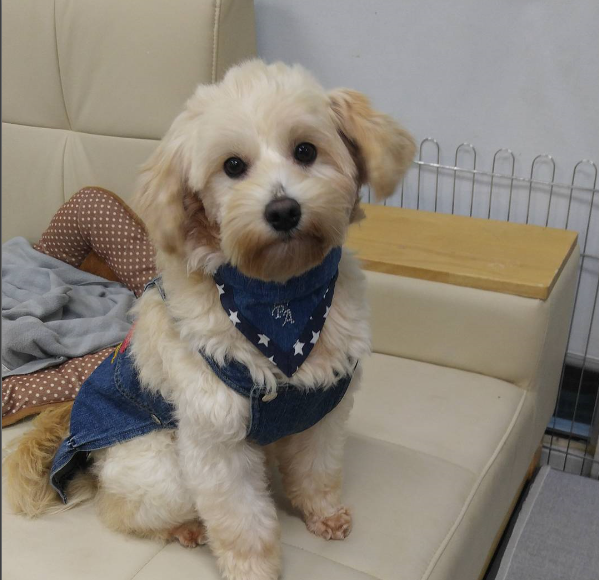 로즈를 찾습니다(1월8일 성남시 중원구 중앙동에서 실종) 