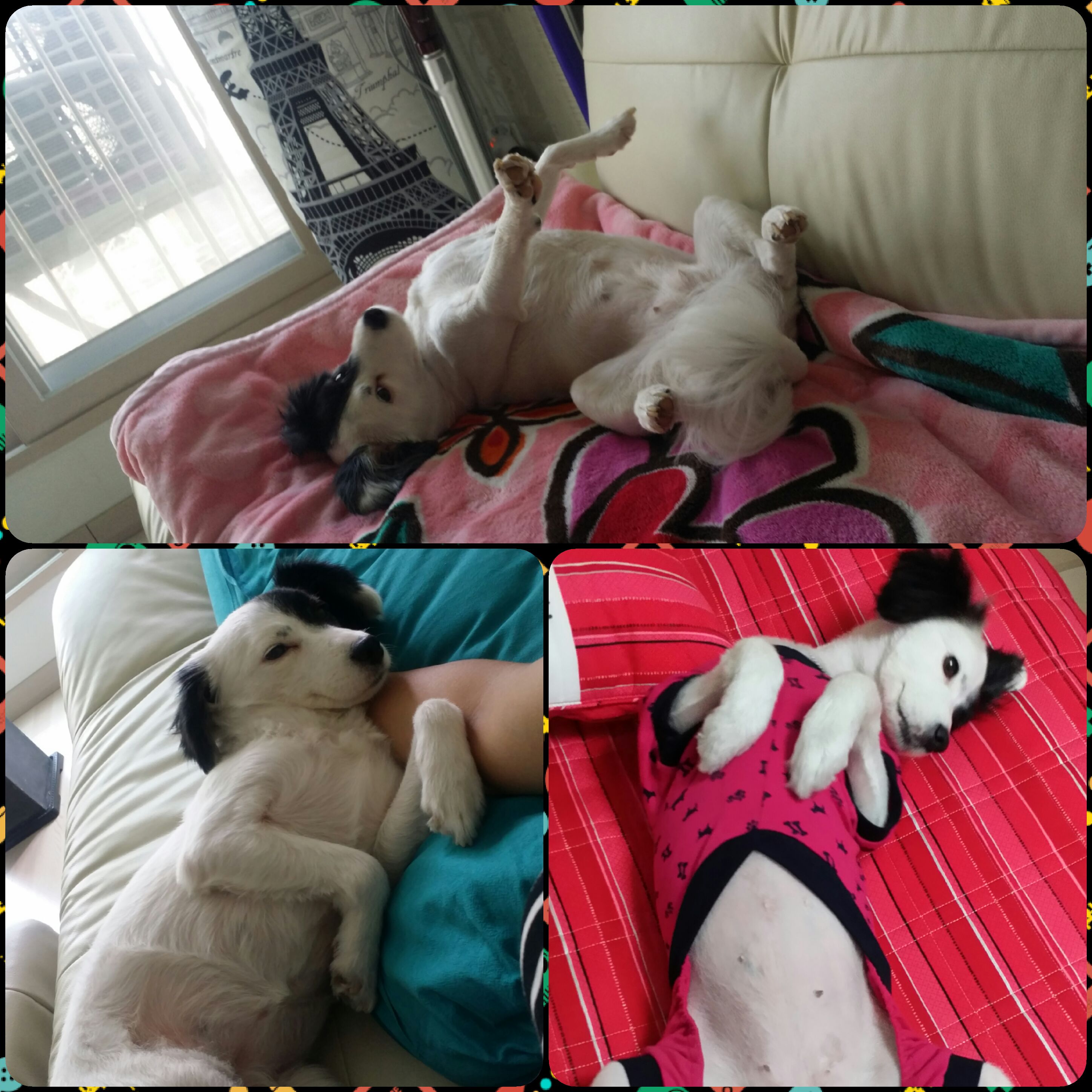 ♥두렁~두렁~두렁이 소식♥
