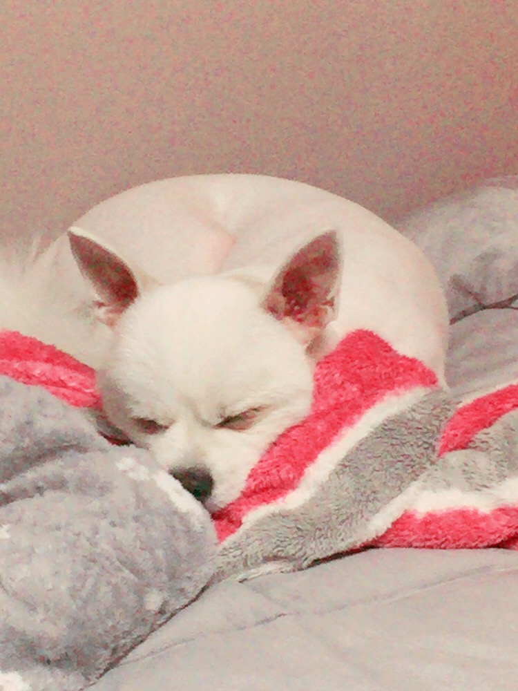 꼬마 입양후기