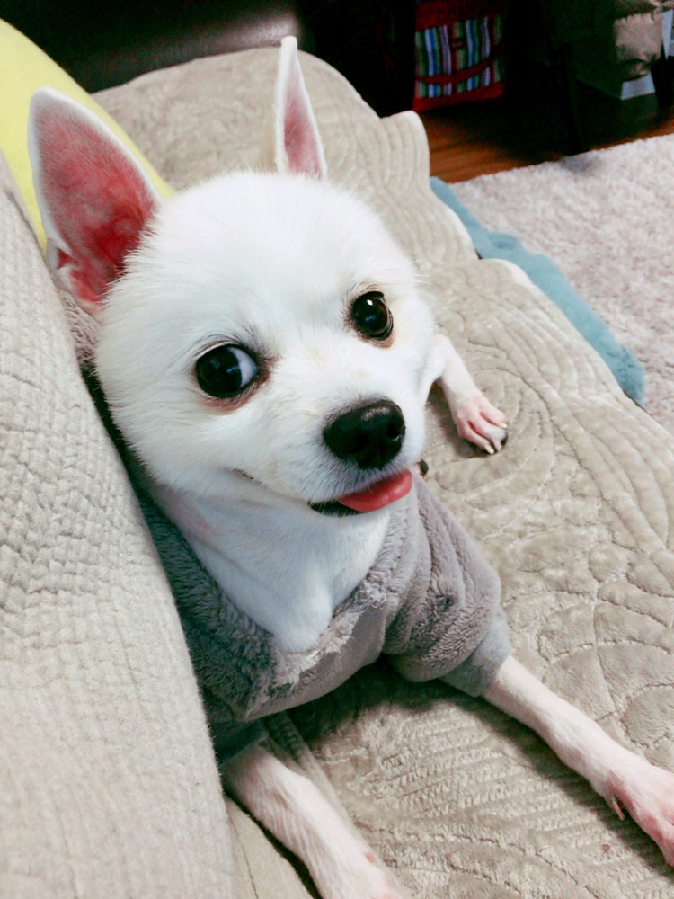 꼬마 입양후기