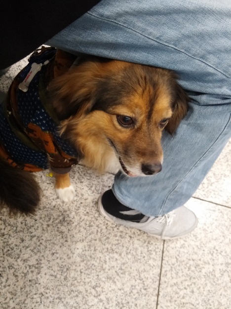 정왕이의 새해맞이