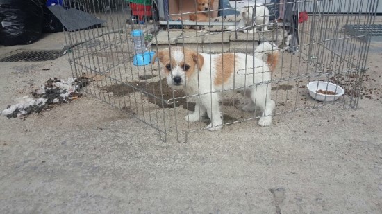 공사장에 버려진 삼형제 모두 입양이 되어서 잘 지내고 있습니다. 