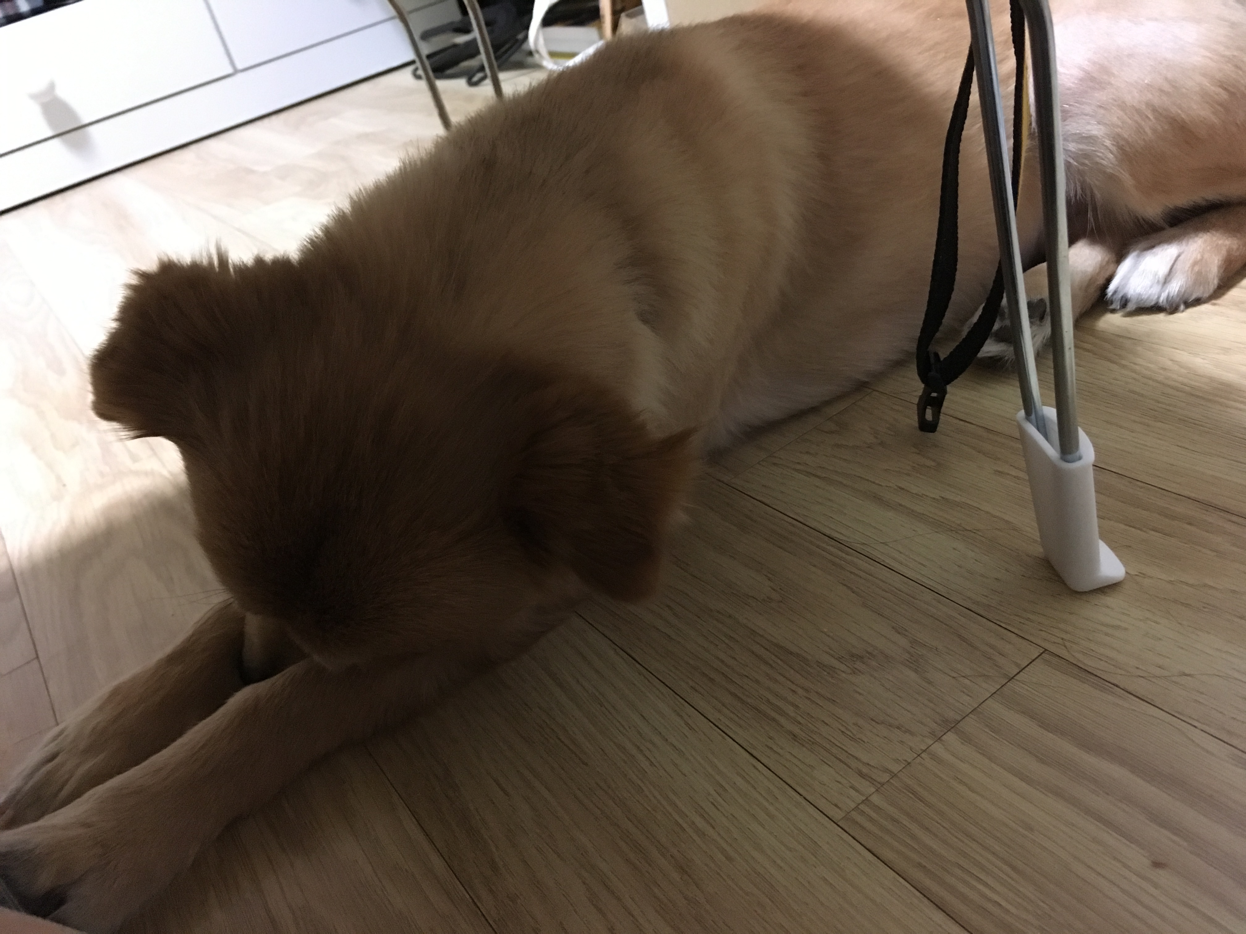 새배하는 꽃개 금비