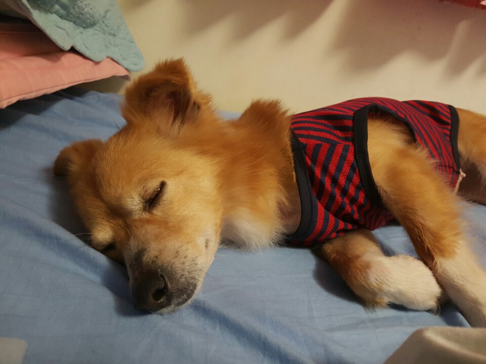 기쁨이 입양후기