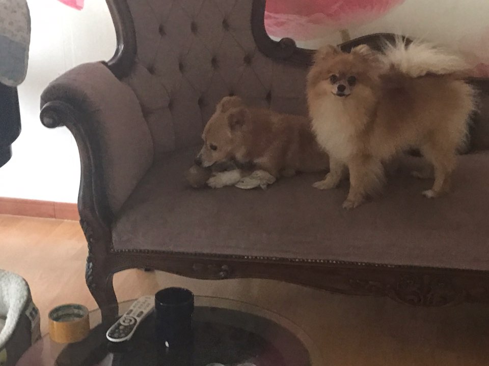기쁨이 입양후기