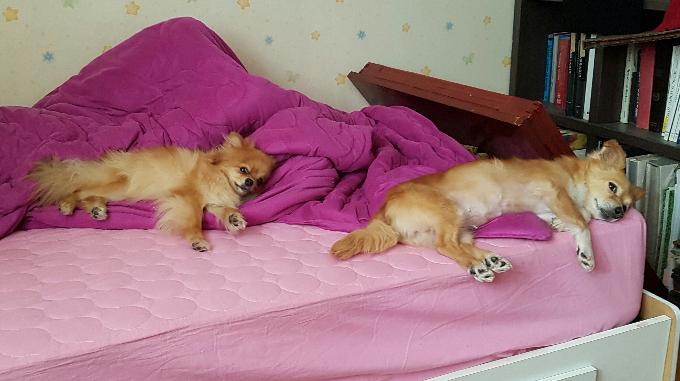기쁨이 입양후기