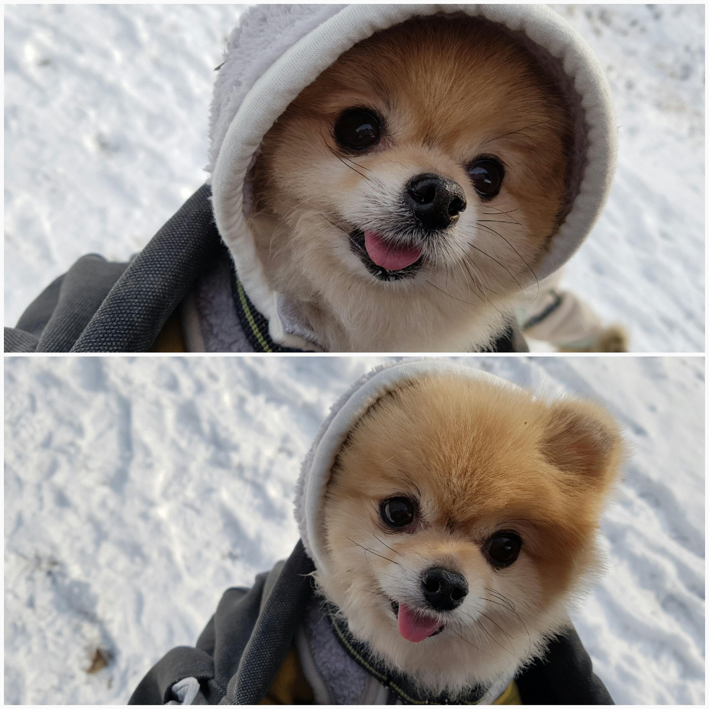 치콘이 입양 1주년 축하해주세요!!