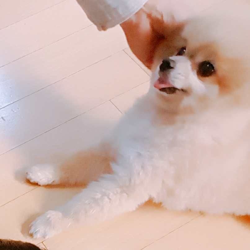 치콘이 입양 1주년 축하해주세요!!
