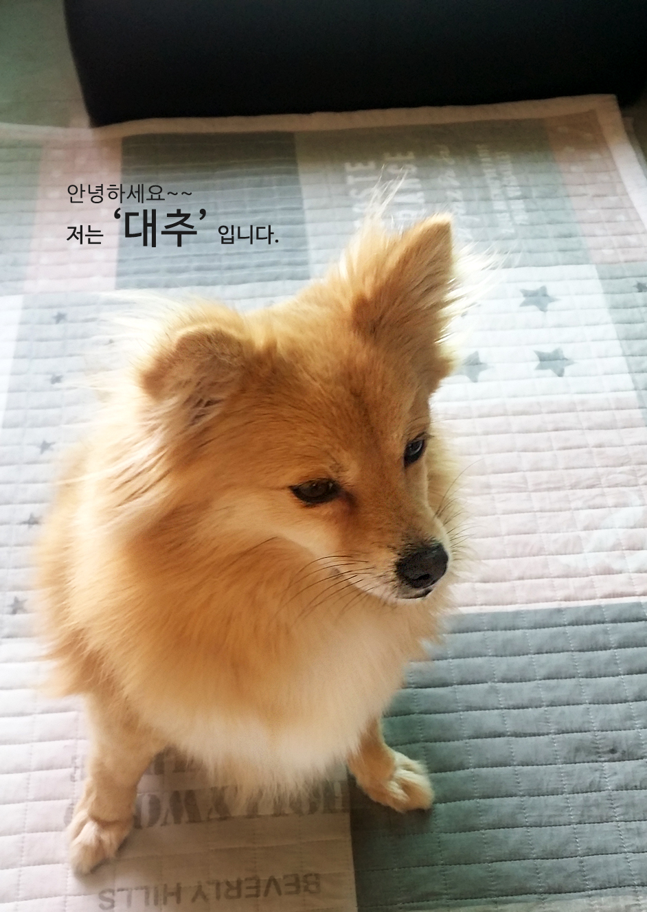 '대추 첫 후기' 인사드려요~~^^