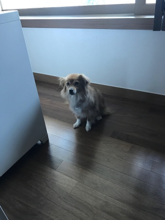 마리 한달 후기입니다 