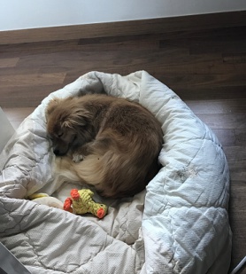 마리 한달 후기입니다 