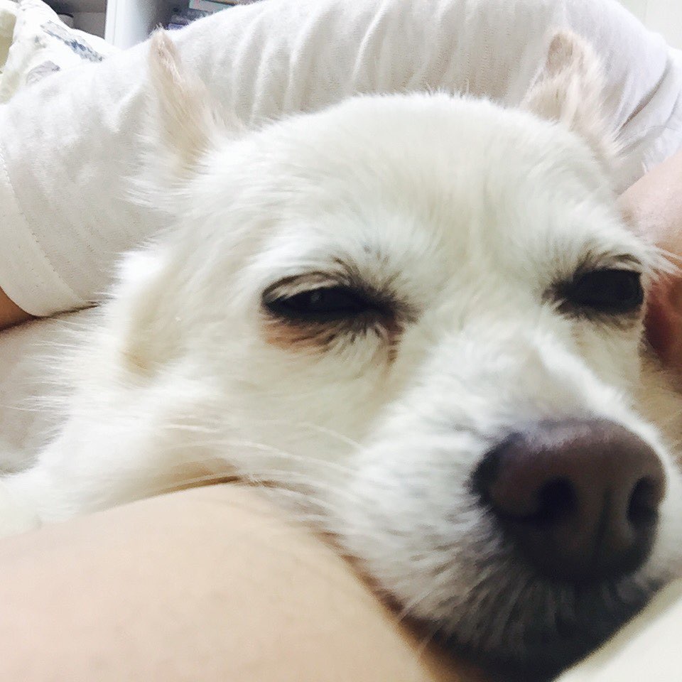 목련이 첫 입양후기