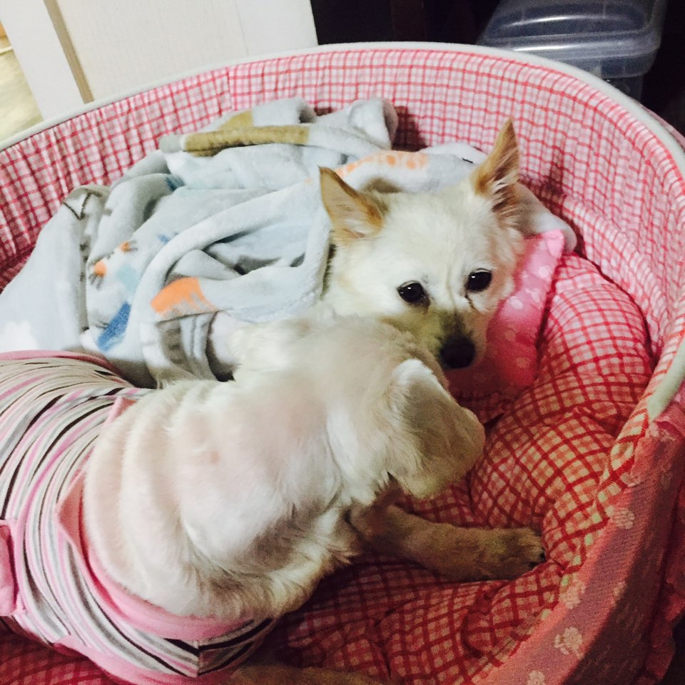목련이 첫 입양후기