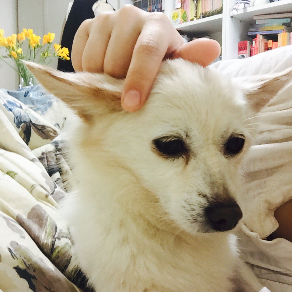 목련이 첫 입양후기