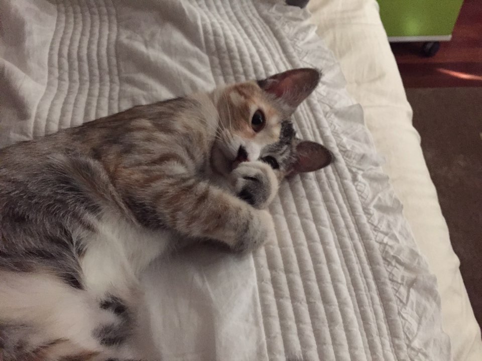 보리(레니) 근황입니다~