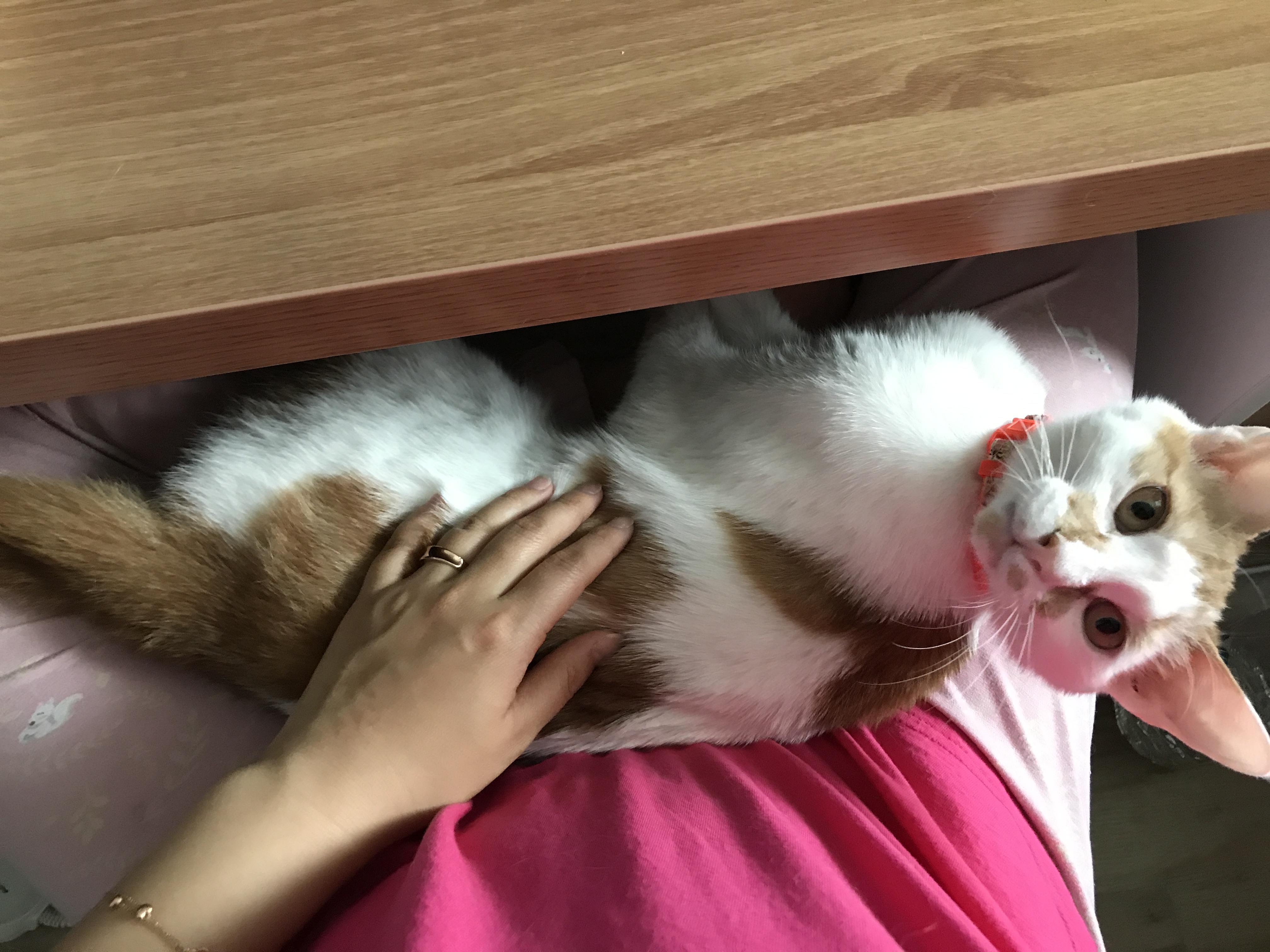 치즈(아리) 조금 늦은 입양후기입니다~ 
