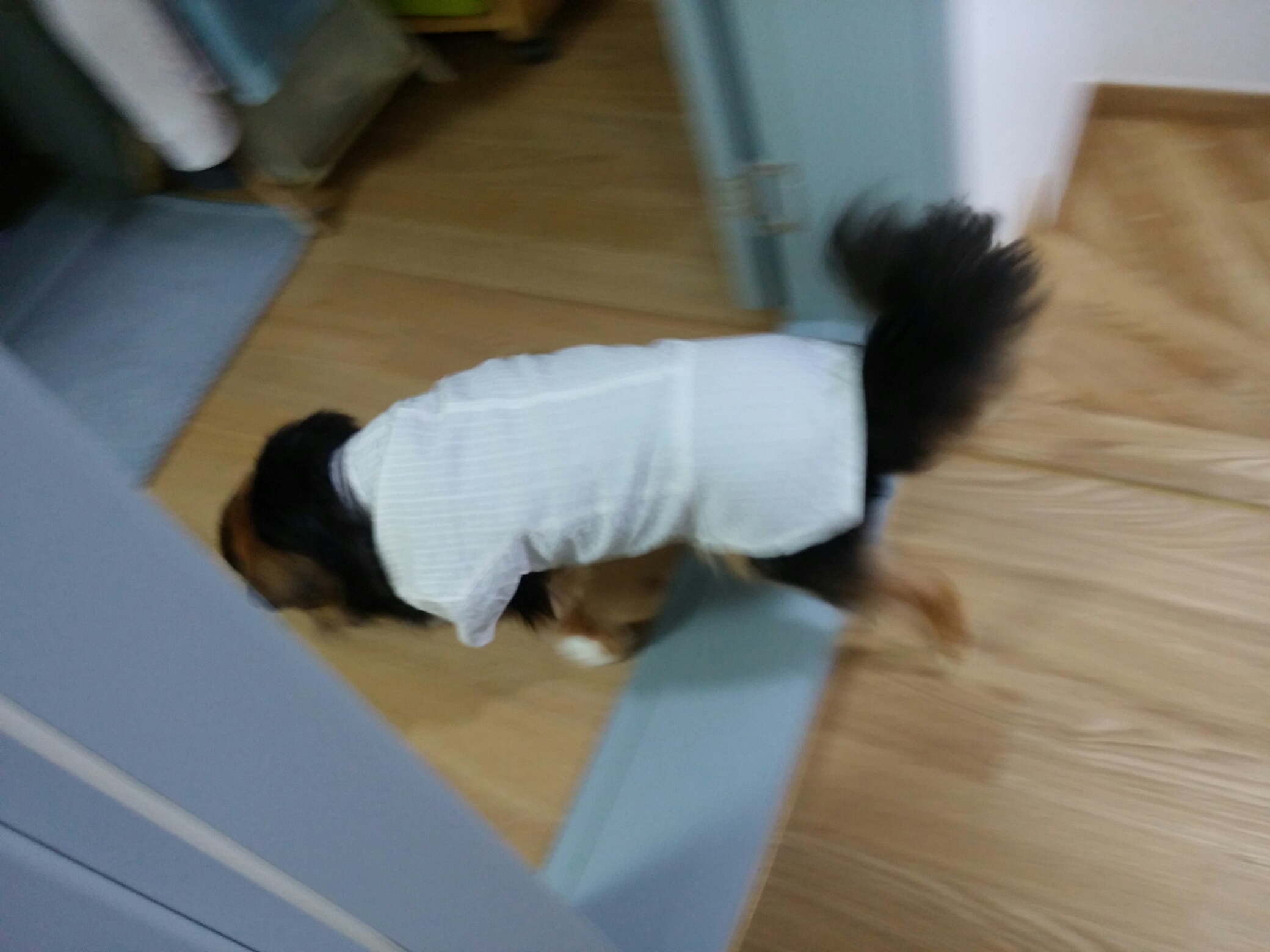 정왕이의 봄봄봄 ♥