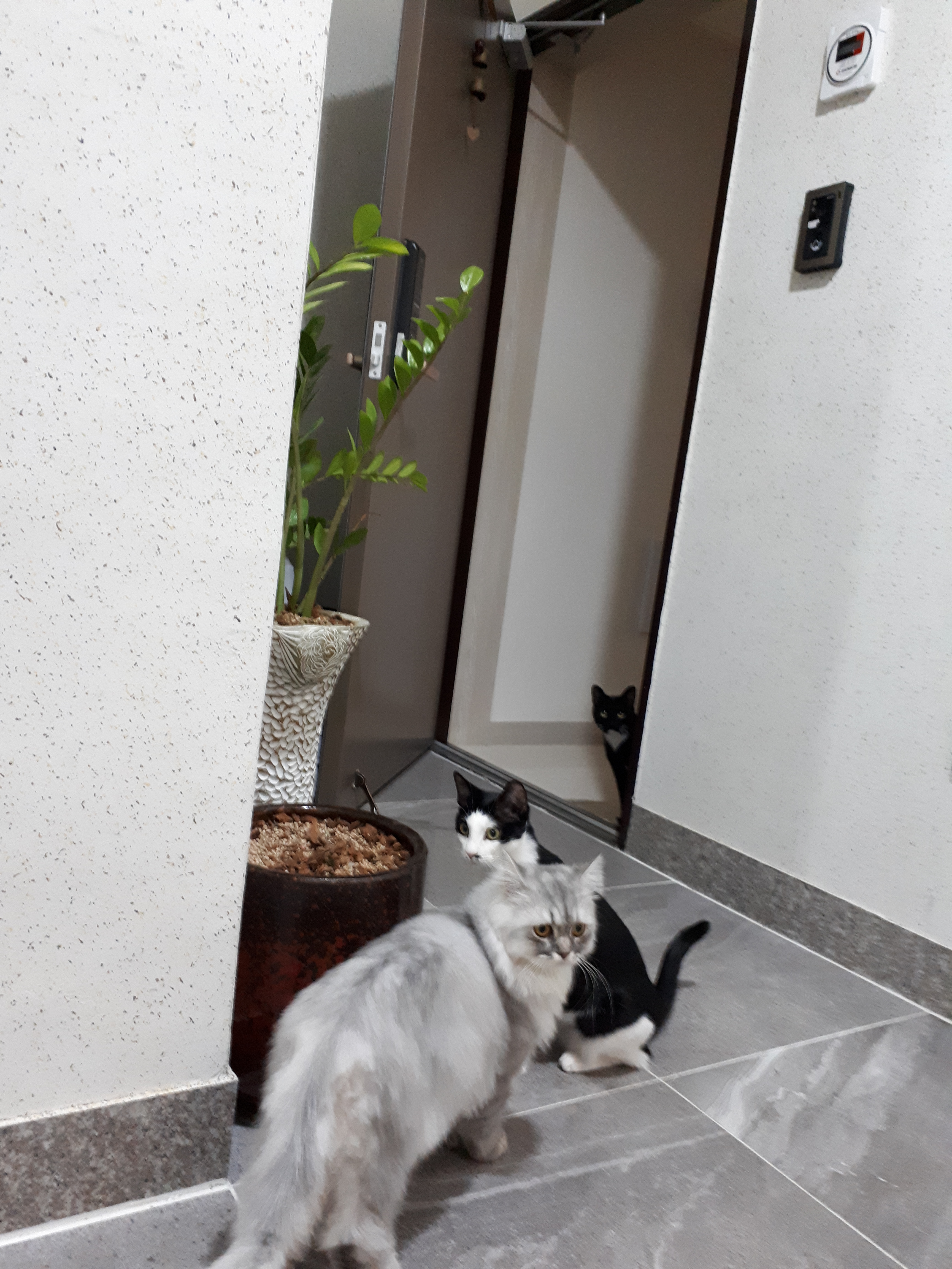 "지지" 인사드려요~3개월째 입양후기
