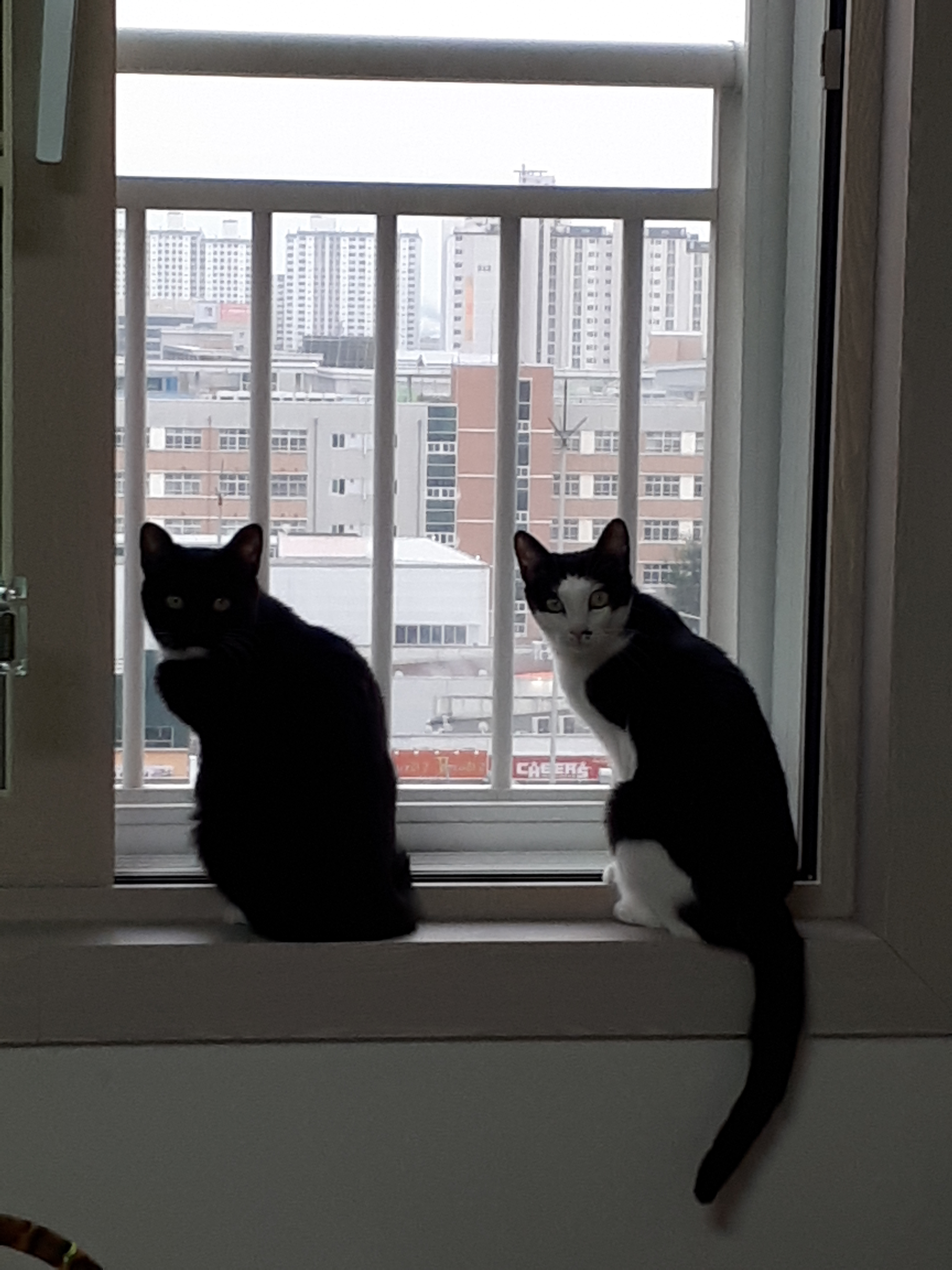 "지지" 인사드려요~3개월째 입양후기