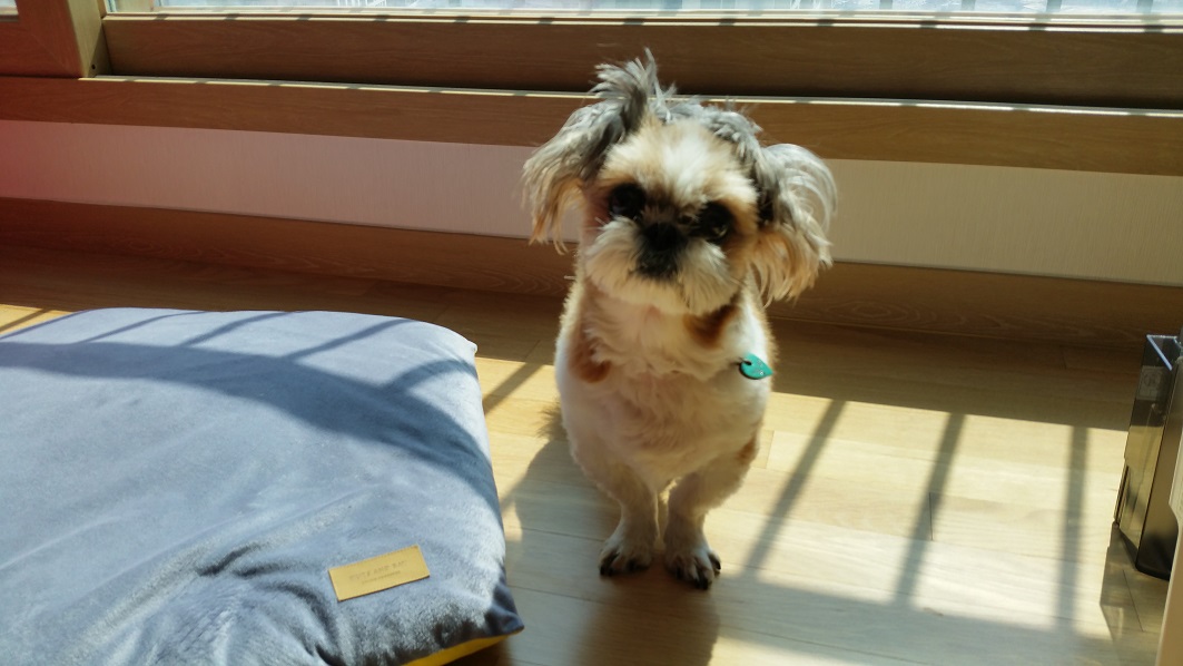 몽이에요~
