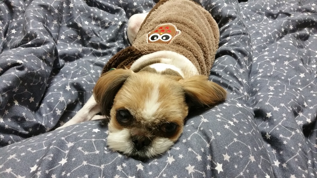 몽이에요~